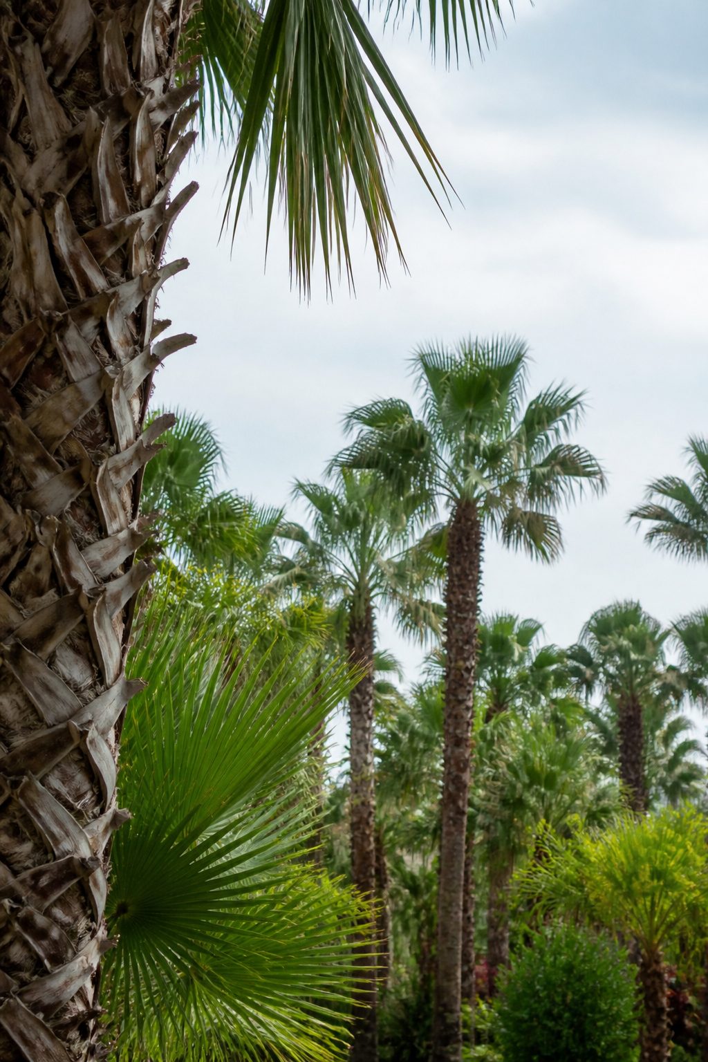 Palmiye nasıl bir bitkidir : Palmiye türleri: Arecaceae familyası ve Türkiye'de görülen cinsler