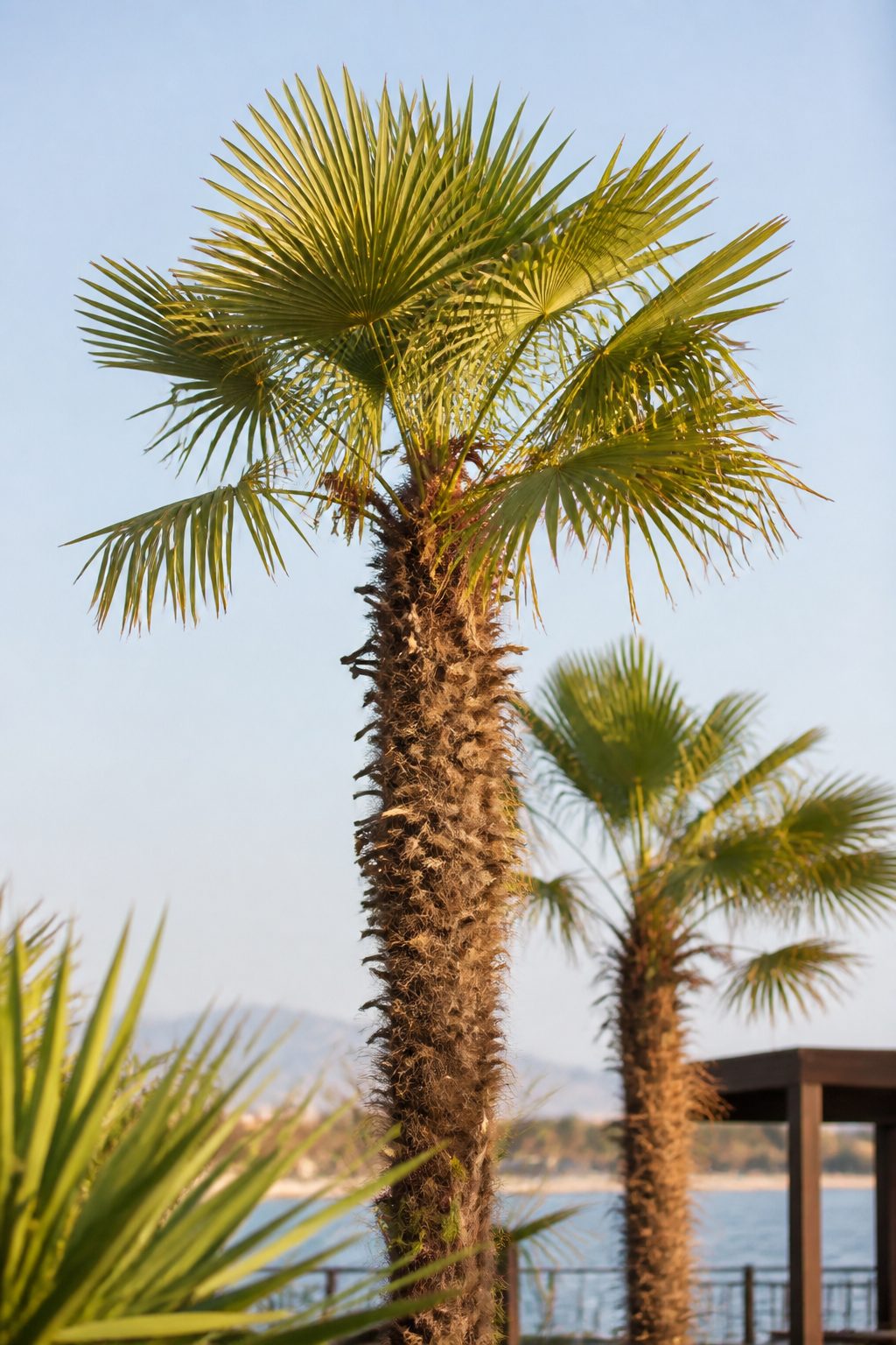 Trachycarpus fortunei : Yelpaze palmiyeleri: Washingtonia, Trachycarpus ve Chamaerops