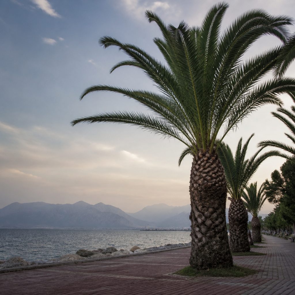 Türkiye peyzajında en sık görülen cinsler : Palmiye türleri: Arecaceae familyası ve Türkiye'de görülen cinsler