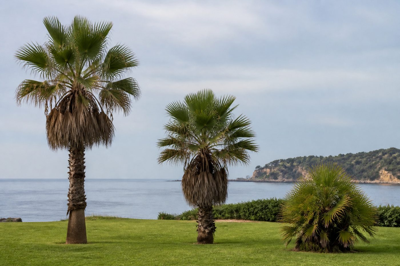 Üç adımda ayrım : Yelpaze palmiyeleri: Washingtonia, Trachycarpus ve Chamaerops